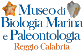 Museo Paleomarino